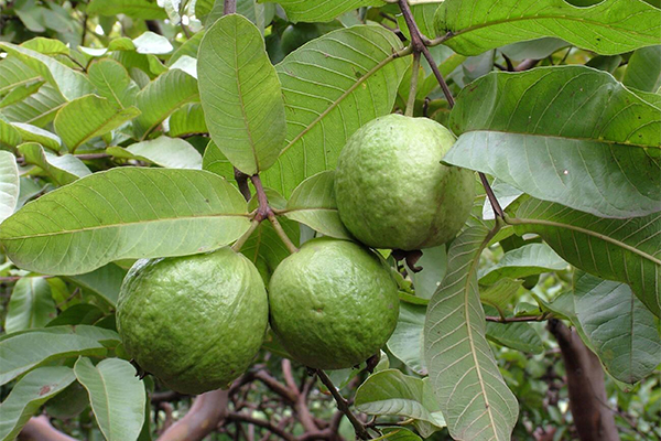fide-guava-2